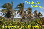 TrishasDiary Under the Coconut Palms