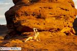 Roxeanne naughtier in central Australia